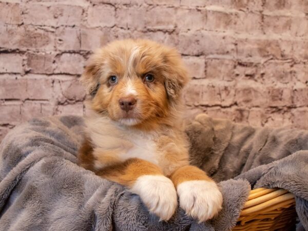 Australian Shepherd- Available 1/26-DOG-Male-Red Merle-913-PetCenter Old Bridge, New Jersey
