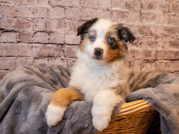 Miniature Australian Shepherd- Available 1/26-DOG-Female-Blue Merle White and Tan-905-PetCenter Old Bridge, New Jersey