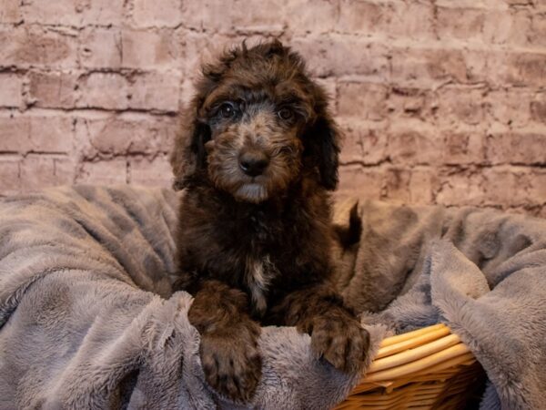 Poodle- Available 1/26-DOG-Male-Brown-902-PetCenter Old Bridge, New Jersey