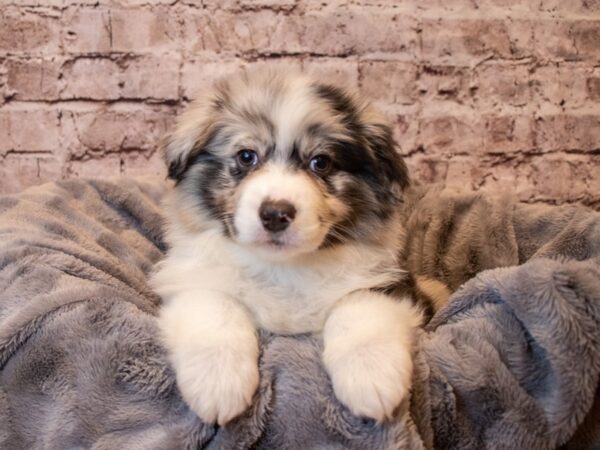 Australian Eskimo- Available 1/26-DOG-Male-Blue and White-912-PetCenter Old Bridge, New Jersey