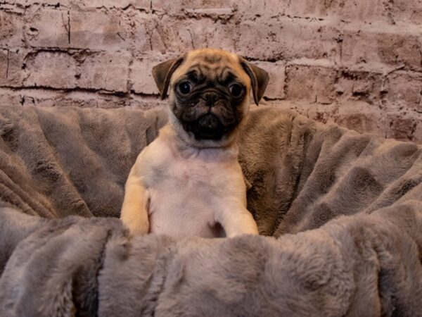 Pug-DOG-Male-Fawn-930-PetCenter Old Bridge, New Jersey