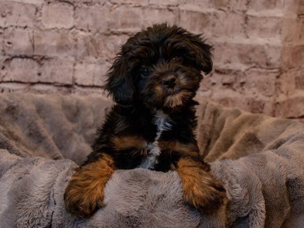 Yorkiepoo-DOG-Female-Black and Tan-925-PetCenter Old Bridge, New Jersey