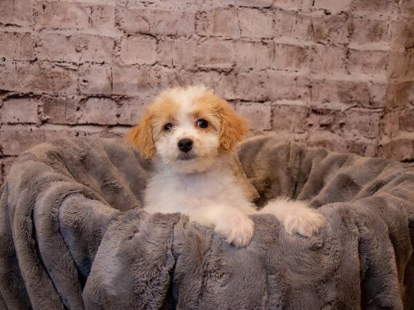 Bichon Poo-DOG-Female-Cream and White-927-PetCenter Old Bridge, New Jersey