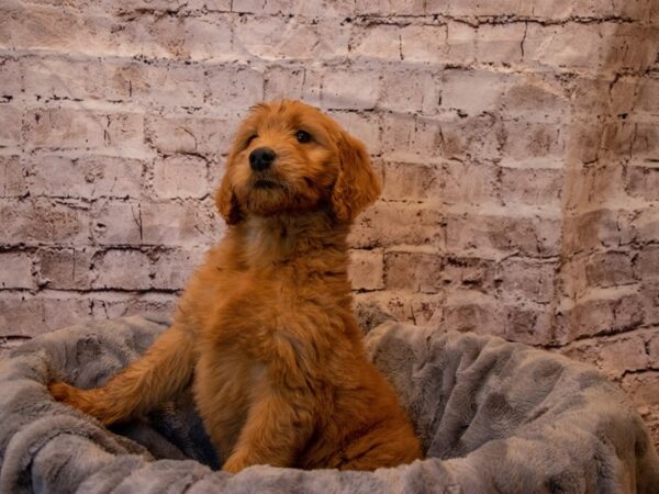 Goldendoodle-DOG-Female-Red-931-PetCenter Old Bridge, New Jersey