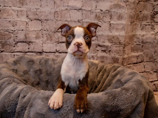 Boston Terrier-DOG-Male-Seal and White-933-PetCenter Old Bridge, New Jersey
