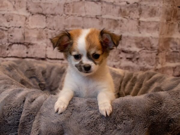 Chihuahua- Available 2/2-DOG-Male-White-917-PetCenter Old Bridge, New Jersey