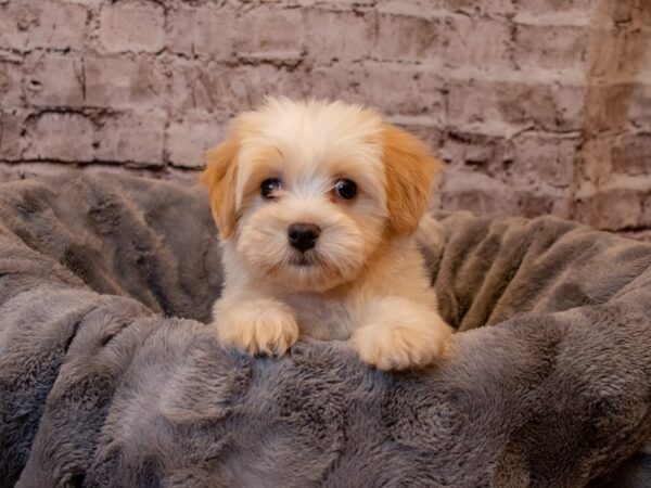 Havanese-DOG-Female-Cream-928-PetCenter Old Bridge, New Jersey