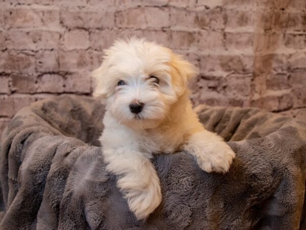 Malti-Poo-DOG-Male-White-929-PetCenter Old Bridge, New Jersey