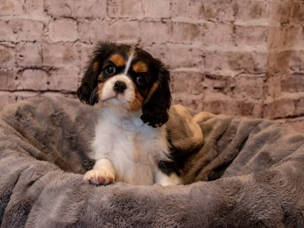 Cavalier King Charles Spaniel-DOG-Female-Black Tan / White-920-PetCenter Old Bridge, New Jersey