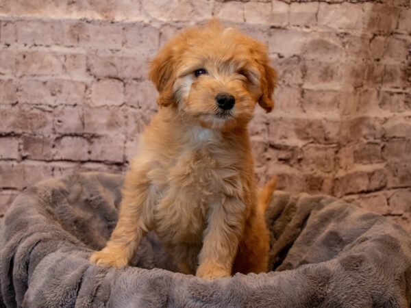 Mini Goldendoodle-DOG-Female-Golden-921-PetCenter Old Bridge, New Jersey