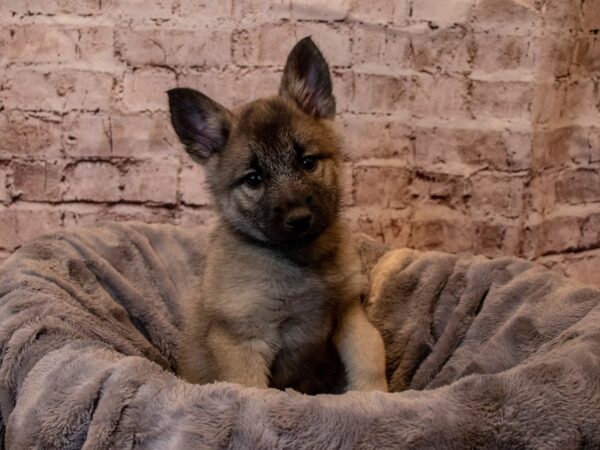 Norwegian Elkhound-DOG-Female-Black / Silver-918-PetCenter Old Bridge, New Jersey