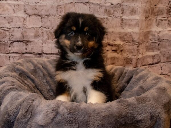 Australian Shepherd-DOG-Male-Black Tan / White-922-PetCenter Old Bridge, New Jersey