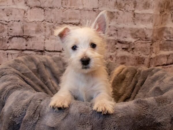 West Highland White Terrier-DOG-Male-White-924-PetCenter Old Bridge, New Jersey