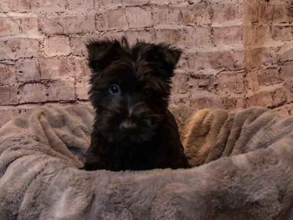 Scottish Terrier-DOG-Female-Black-919-PetCenter Old Bridge, New Jersey