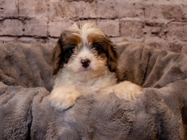 Cavapoo-DOG-Male-Blue Merle-932-PetCenter Old Bridge, New Jersey