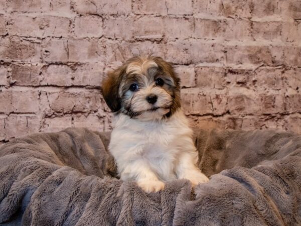 Havanese- Available 2/9-DOG-Male-Brown / White-934-PetCenter Old Bridge, New Jersey