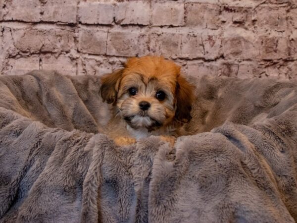Cavachon- Available 2/9-DOG-Female-Sable-937-PetCenter Old Bridge, New Jersey