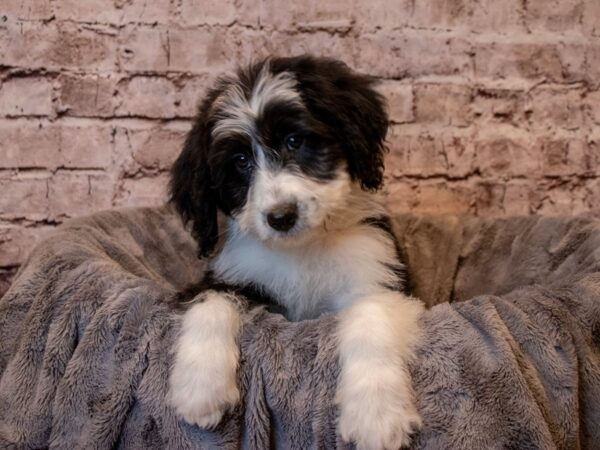Aussiedoodle- Available 2/9-DOG-Female-Black / White-939-PetCenter Old Bridge, New Jersey