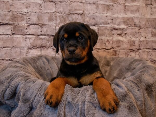 Rottweiler- Available 2/9-DOG-Female-Black / Tan-936-PetCenter Old Bridge, New Jersey
