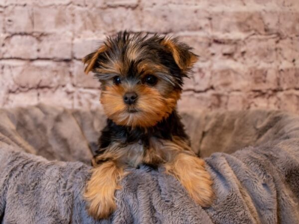 Yorkshire Terrier- Available 2/9-DOG-Female-Black / Tan-935-PetCenter Old Bridge, New Jersey