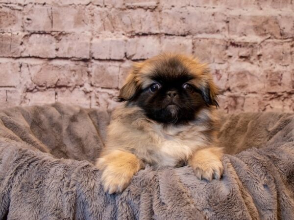 Pekingese- Available 2/9-DOG-Female-Sable-938-PetCenter Old Bridge, New Jersey