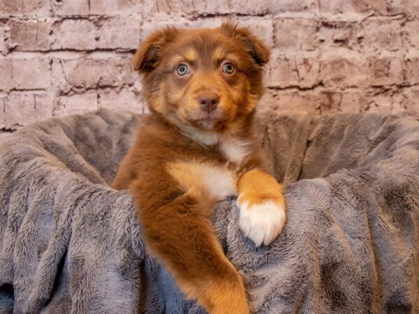Australian Shepherd- Available 2/9-DOG-Female-Red-947-PetCenter Old Bridge, New Jersey