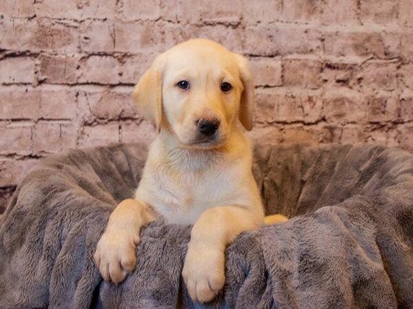 Labrador Retriever- Available 2/9-DOG-Female-Yellow-943-PetCenter Old Bridge, New Jersey