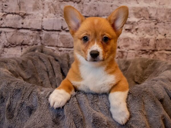 Pembroke Welsh Corgi- Available 2/9-DOG-Female-Red-941-PetCenter Old Bridge, New Jersey