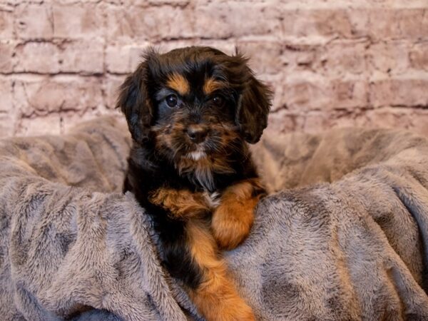 Cavapoo- Available 2/9-DOG-Female-Black and Tan-944-PetCenter Old Bridge, New Jersey
