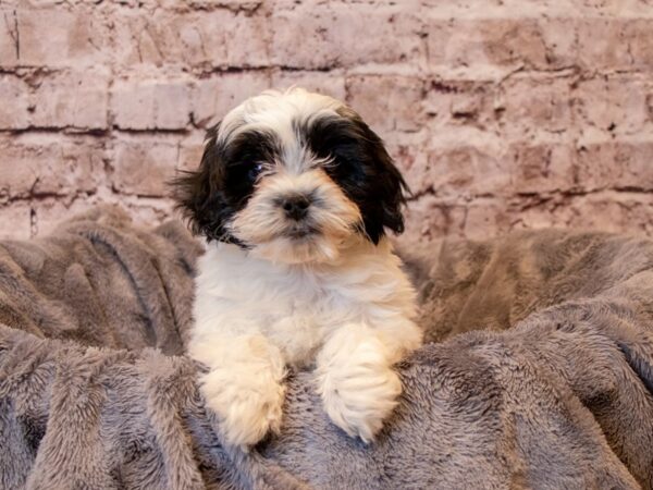 Lhasa Poo- Available 2/9-DOG-Female-Black-946-PetCenter Old Bridge, New Jersey