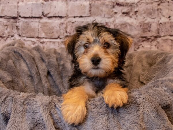Morkie- Available 2/9-DOG-Male-Black and Tan-940-PetCenter Old Bridge, New Jersey