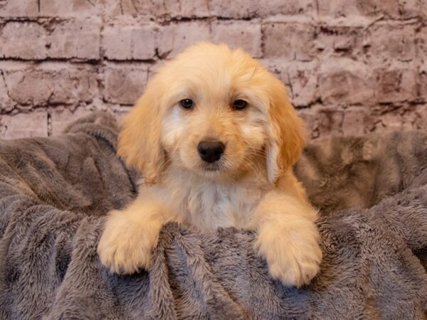 Goldendoodle- Available 2/9-DOG-Female-Light Golden-949-PetCenter Old Bridge, New Jersey