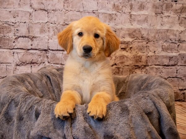 Golden Retriever- Available 2/9-DOG-Female-Light Golden-948-PetCenter Old Bridge, New Jersey