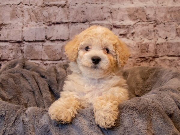 Bichon Poo- Available 2/9-DOG-Male-Cream-945-PetCenter Old Bridge, New Jersey
