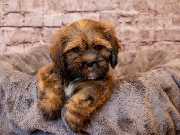 Lhasa Apso- Available 2/9-DOG-Male-Grizzle-942-PetCenter Old Bridge, New Jersey