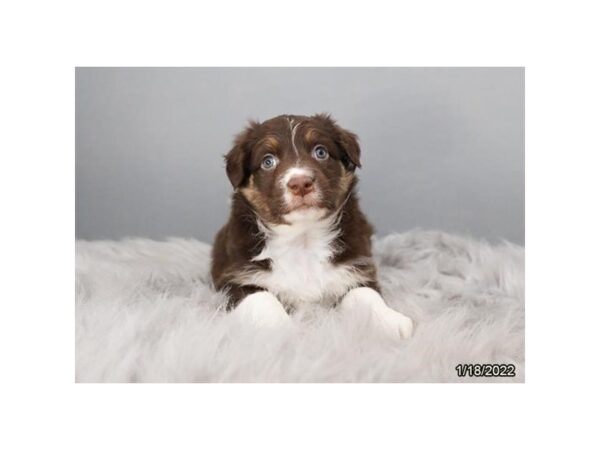 Australian Shepherd- Available 2/16-DOG-Male-Red-952-PetCenter Old Bridge, New Jersey