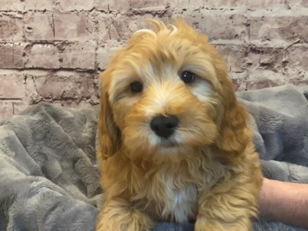 Mini Goldendoodle- Available 2/16-DOG-Male-Apricot-950-PetCenter Old Bridge, New Jersey