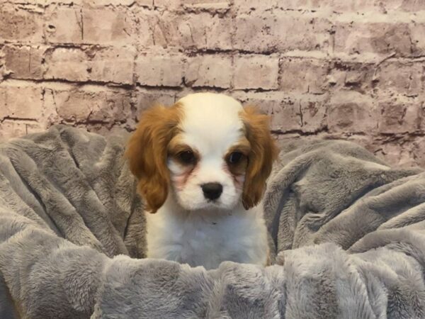 Cavalier King Charles Spaniel-DOG-Male-Blenheim-957-PetCenter Old Bridge, New Jersey