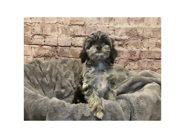 Cockapoo- Available 2/16-DOG-Female-Blue Merle-958-PetCenter Old Bridge, New Jersey