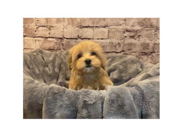 Malti-Poo- Available 2/16-DOG-Male-Apricot-953-PetCenter Old Bridge, New Jersey
