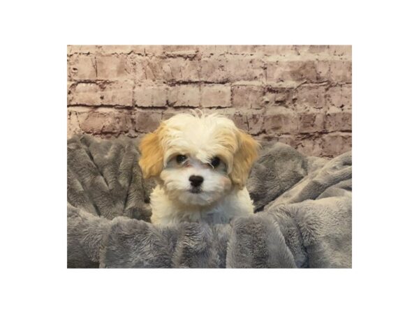 Cavachon- Available 2/16-DOG-Male-Blenheim-956-PetCenter Old Bridge, New Jersey