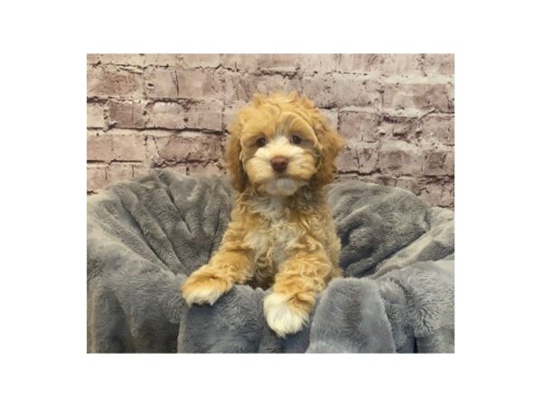 Cockapoo- Available 2/16-DOG-Female-Buff-954-PetCenter Old Bridge, New Jersey