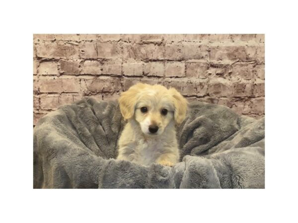 Yorkiepoo- Available 2/16-DOG-Female-Cream-959-PetCenter Old Bridge, New Jersey