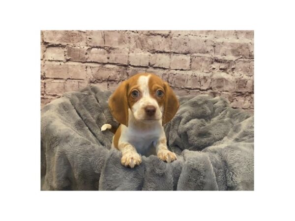 Beagle- Available 2/16-DOG-Male-Red and White-962-PetCenter Old Bridge, New Jersey