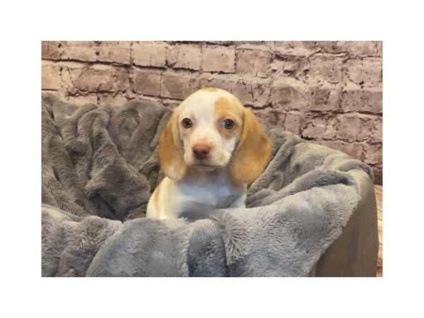 Beagle- Available 2/16-DOG-Female-Lemon and White-961-PetCenter Old Bridge, New Jersey