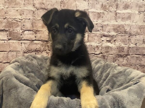 German Shepherd- Available 2/16-DOG-Female-Black / Tan-951-PetCenter Old Bridge, New Jersey