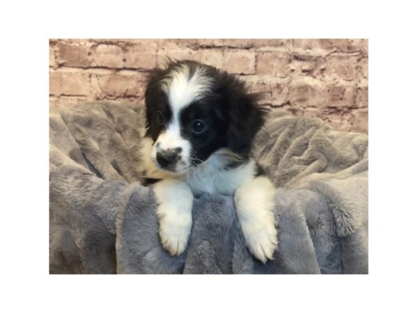 Miniature Australian Shepherd- Available 2/16-DOG-Male-Black White and Brown-965-PetCenter Old Bridge, New Jersey