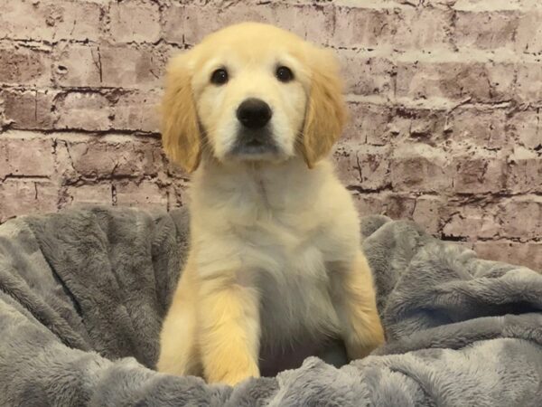 Golden Retriever- Available 2/16-DOG-Male-Golden-955-PetCenter Old Bridge, New Jersey