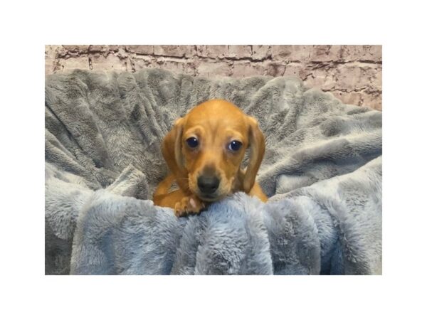 Dachshund- Available 2/16-DOG-Female-Red-966-PetCenter Old Bridge, New Jersey