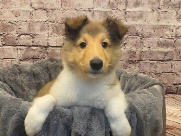 Collie- Available 2/16-DOG-Female-Sable and White-963-PetCenter Old Bridge, New Jersey